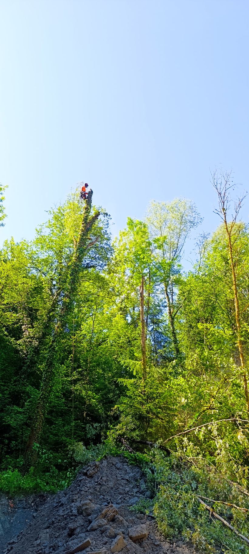 Killian, arboriste-grimpeur, en intervention tout en haut d'un arbre dans le Var